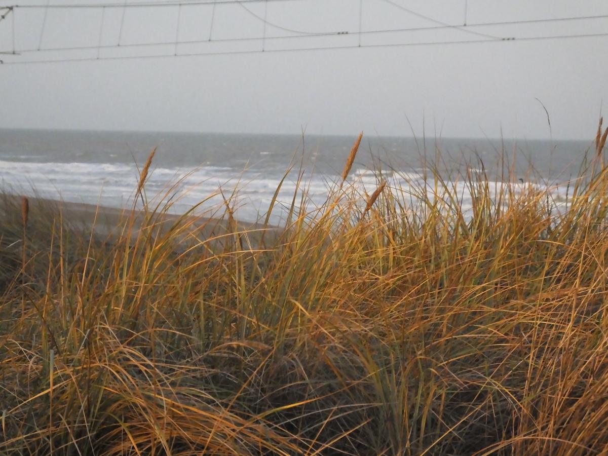 Sable D'O -Vlak Aan De Zee- Bed and Breakfast Mariakerke  Exteriör bild